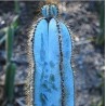 Blue Columnar Cactus Seeds (Pilosocereus pachycladus) | Seeds Shop Store