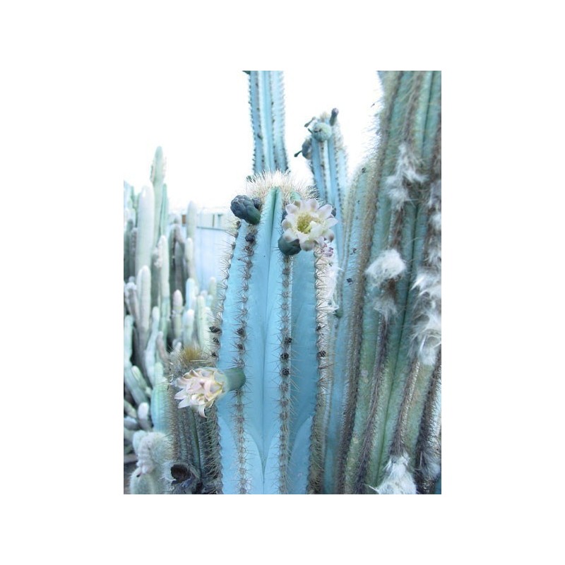 Blue Columnar Cactus Seeds (Pilosocereus pachycladus) | Seeds Shop Store