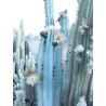 Blue Columnar Cactus Seeds (Pilosocereus pachycladus) | Seeds Shop Store