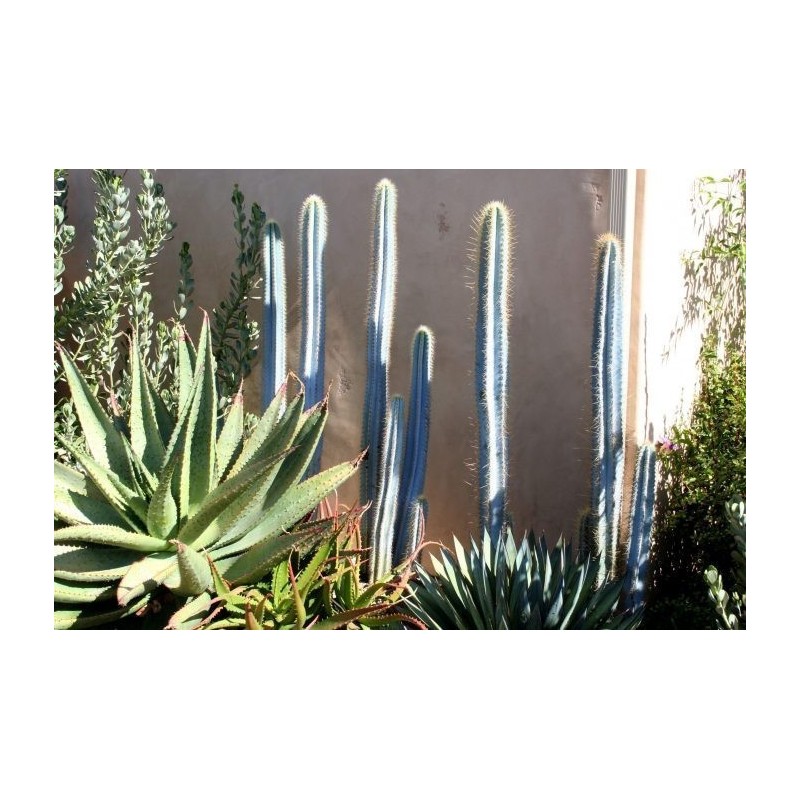 Blue Columnar Cactus Seeds (Pilosocereus pachycladus) | Seeds Shop Store