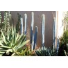 Blue Columnar Cactus Seeds (Pilosocereus pachycladus) | Seeds Shop Store