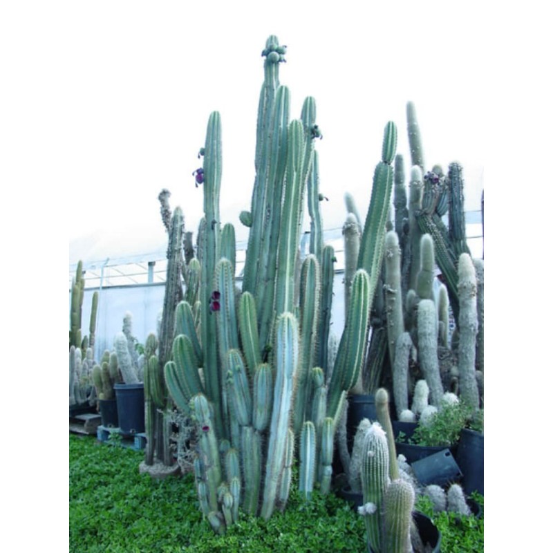 Blue Columnar Cactus Seeds (Pilosocereus pachycladus) | Seeds Shop Store