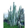 Blue Columnar Cactus Seeds (Pilosocereus pachycladus) | Seeds Shop Store