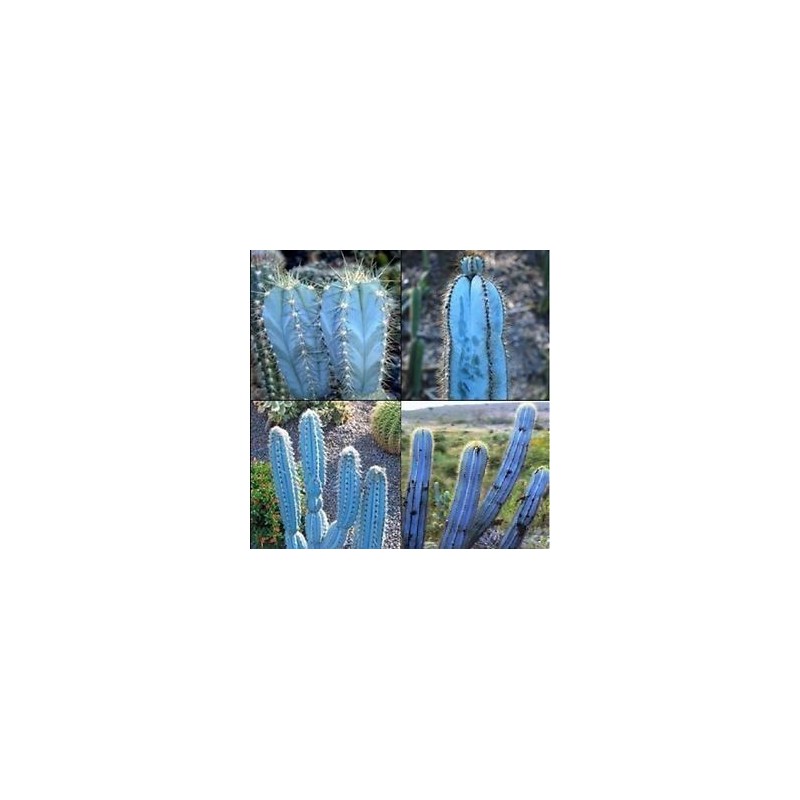 Blue Columnar Cactus Seeds (Pilosocereus pachycladus) | Seeds Shop Store