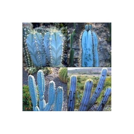 Blue Columnar Cactus Seeds (Pilosocereus pachycladus) | Seeds Shop Store