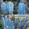 Blue Columnar Cactus Seeds (Pilosocereus pachycladus) | Seeds Shop Store