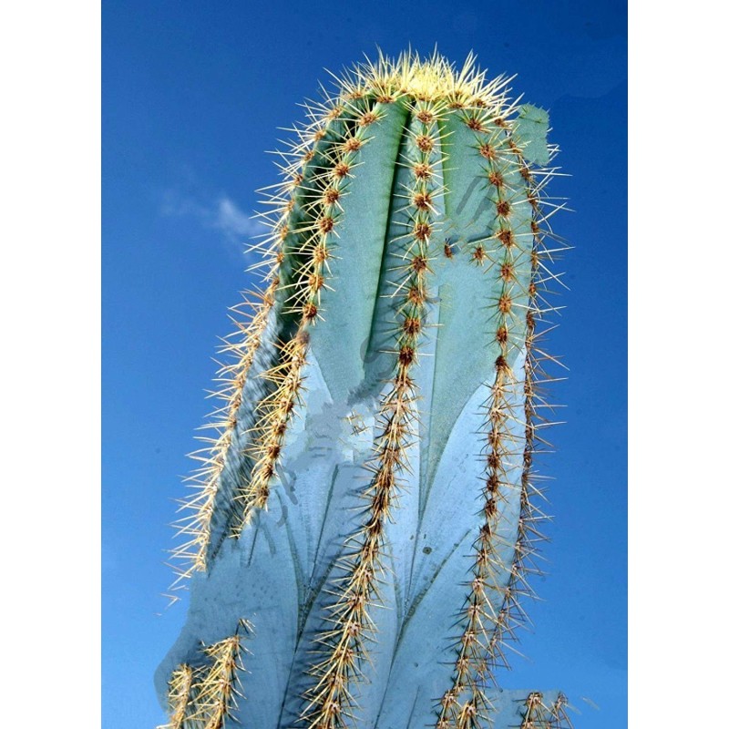 Blue Columnar Cactus Seeds (Pilosocereus pachycladus) | Seeds Shop Store