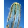 Blue Columnar Cactus Seeds (Pilosocereus pachycladus) | Seeds Shop Store