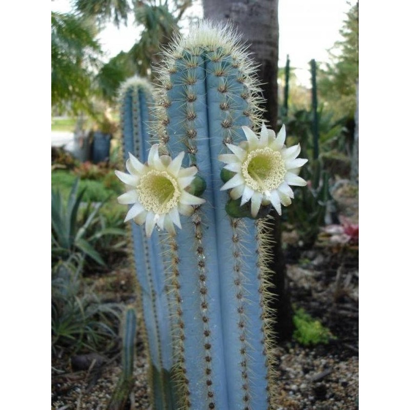 Blue Columnar Cactus Seeds (Pilosocereus pachycladus) | Seeds Shop Store