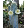 Blue Columnar Cactus Seeds (Pilosocereus pachycladus) | Seeds Shop Store