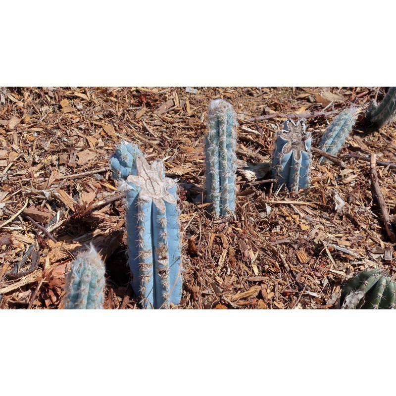 Blue Columnar Cactus Seeds (Pilosocereus pachycladus) | Seeds Shop Store