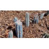 Blue Columnar Cactus Seeds (Pilosocereus pachycladus) | Seeds Shop Store