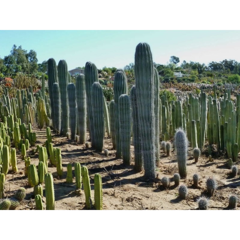 Blue Columnar Cactus Seeds (Pilosocereus pachycladus) | Seeds Shop Store