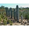 Blue Columnar Cactus Seeds (Pilosocereus pachycladus) | Seeds Shop Store