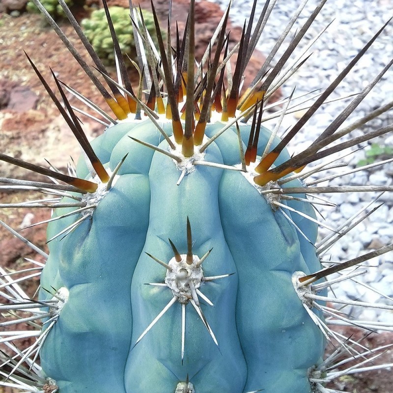 Blue Columnar Cactus Seeds (Pilosocereus pachycladus) | Seeds Shop Store