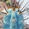 Blue Columnar Cactus Seeds (Pilosocereus pachycladus) | Seeds Shop Store