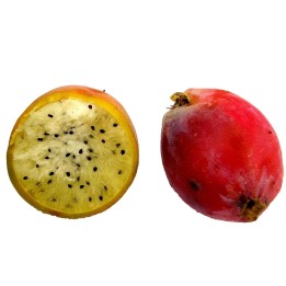 Caracore Cactus Seeds (Cereus dayamii) - 1.98