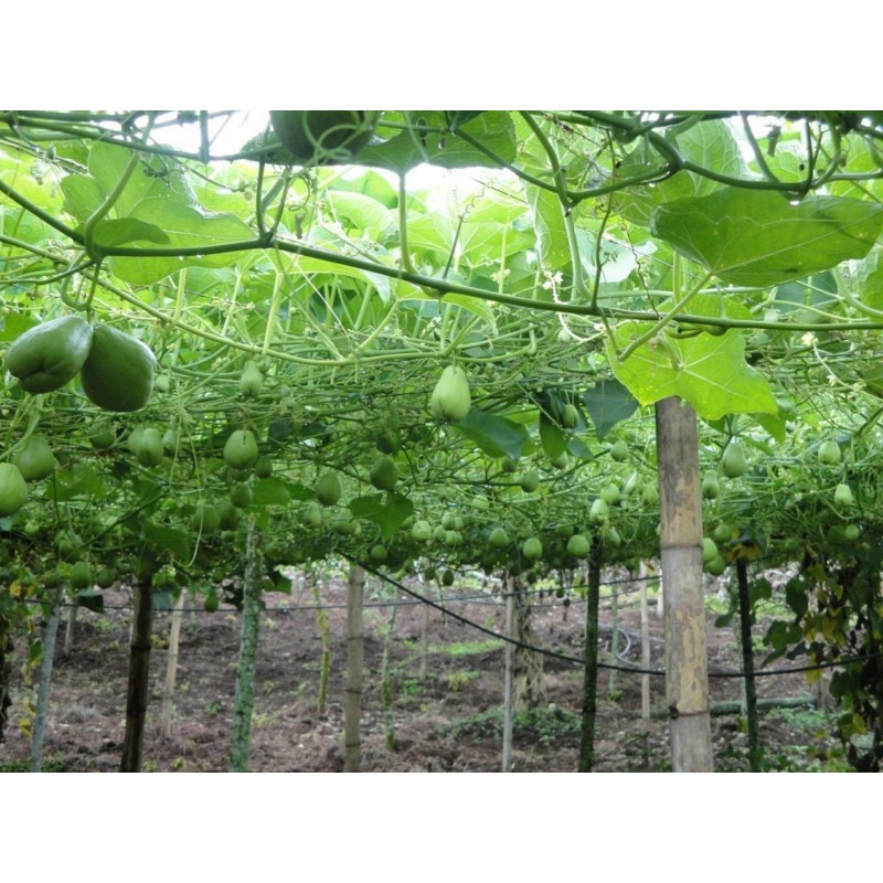 Chayote Zaden (Sechium edule) | Seeds Shop Store
