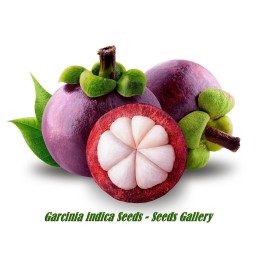 Semi di Kokum (Garcinia indica) - 463.293821