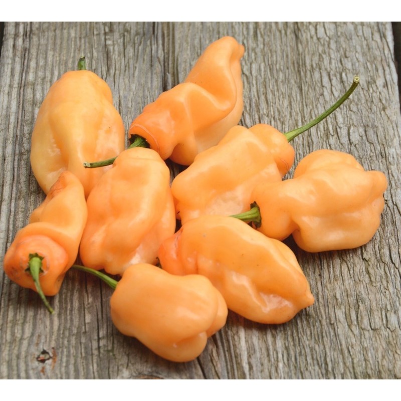Habanero Peach Seeds | Seeds Shop Store
