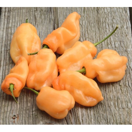 Habanero Peach Seeds | Seeds Shop Store