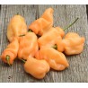 Habanero Peach Seeds | Seeds Shop Store