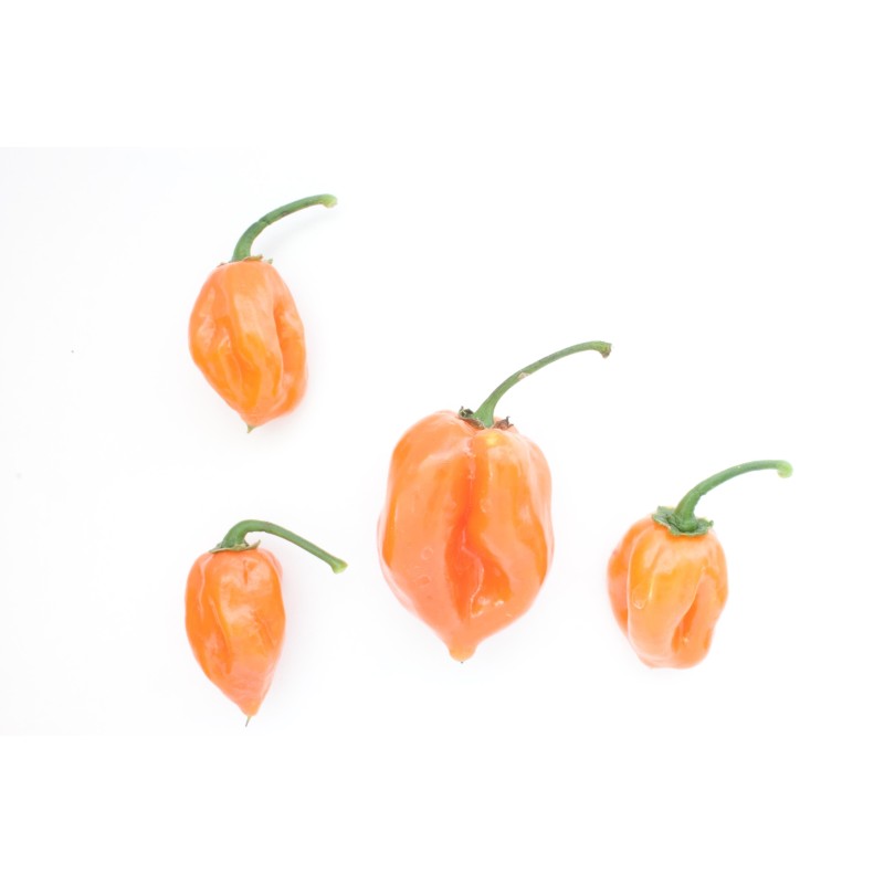 Habanero Peach Seeds | Seeds Shop Store
