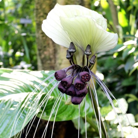 Weiße Fledermausblume Samen (Tacca chantrieri) | Seeds Shop Store