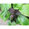 BLACK BAT FLOWER Seeds (Tacca chantrieri) | Seeds Shop Store