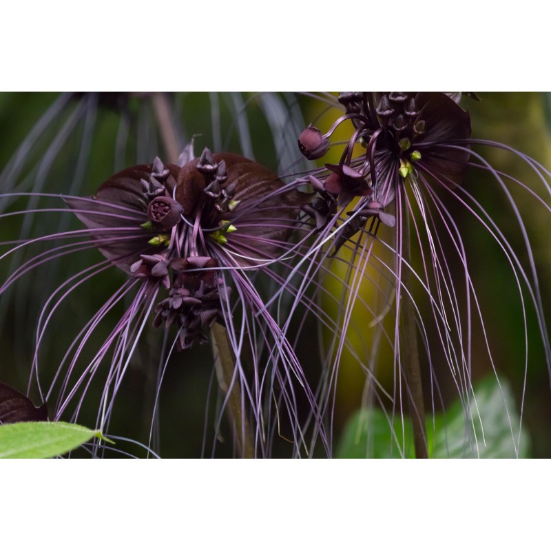 BLACK BAT FLOWER Seeds (Tacca chantrieri) | Seeds Shop Store