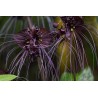 BLACK BAT FLOWER Seeds (Tacca chantrieri) | Seeds Shop Store