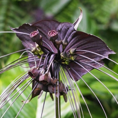 BLACK BAT FLOWER Seeds (Tacca chantrieri) | Seeds Shop Store