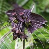 BLACK BAT FLOWER Seeds (Tacca chantrieri) | Seeds Shop Store