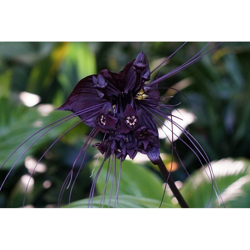 BLACK BAT FLOWER Seeds (Tacca chantrieri) | Seeds Shop Store
