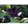 BLACK BAT FLOWER Seeds (Tacca chantrieri) | Seeds Shop Store
