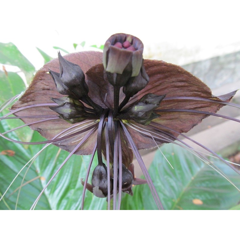 BLACK BAT FLOWER Seeds (Tacca chantrieri) | Seeds Shop Store