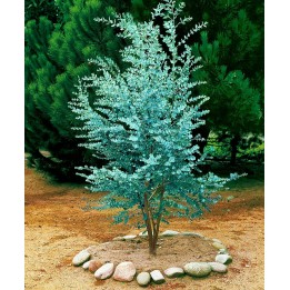 Frön Silvereukalyptus - 293.223938