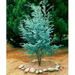 Frön Silvereukalyptus - 2.5