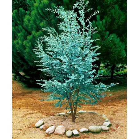 Jesenska Maslina Seme (Elaeagnus umbellata) | Seeds Shop Store