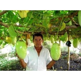 Giant Granadilla Seeds (Passiflora quadrangularis) - 293.223938