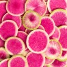 Radish Watermelon Seeds | Seeds Shop Store