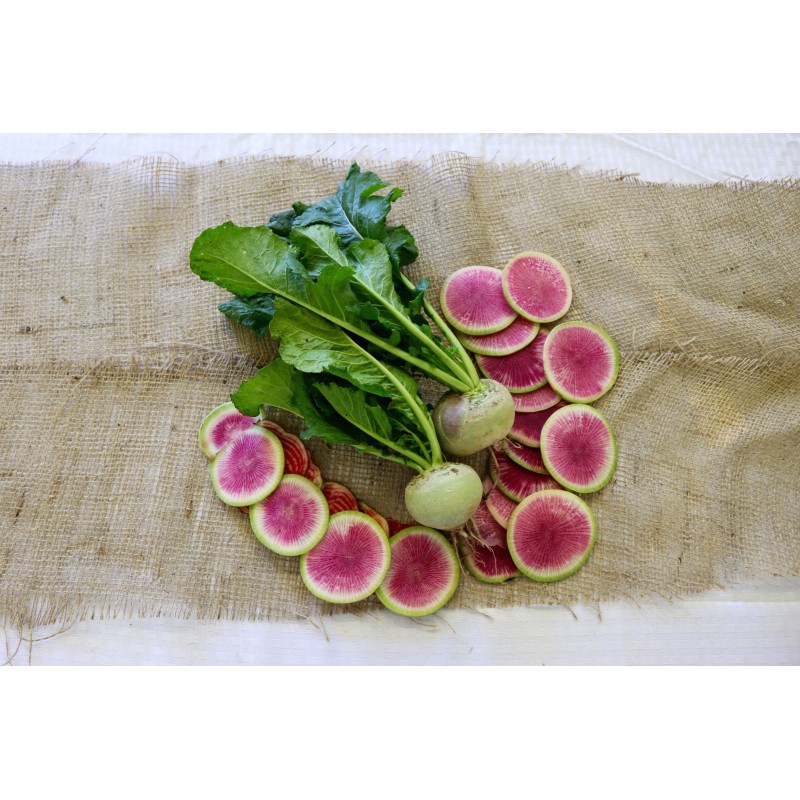 Radish Watermelon Seeds | Seeds Shop Store