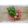 Radish Watermelon Seeds | Seeds Shop Store