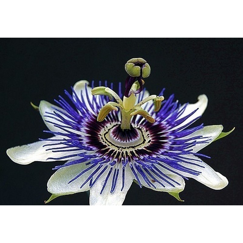 Passion Flower Seeds Passiflora ligularis | Seeds Shop Store