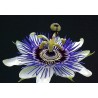 Passion Flower Seeds Passiflora ligularis | Seeds Shop Store