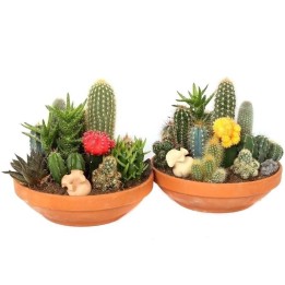Graines De Cactus Mix 15 espèces différentes - 2.025