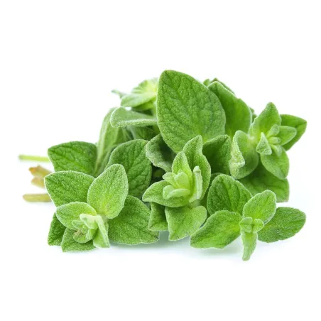 GREEK OLYMPUS OREGANO BIO Spice (Origanum vulgare) | Seeds Shop Store