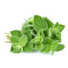 GREEK OLYMPUS OREGANO BIO Spice (Origanum vulgare) | Seeds Shop Store