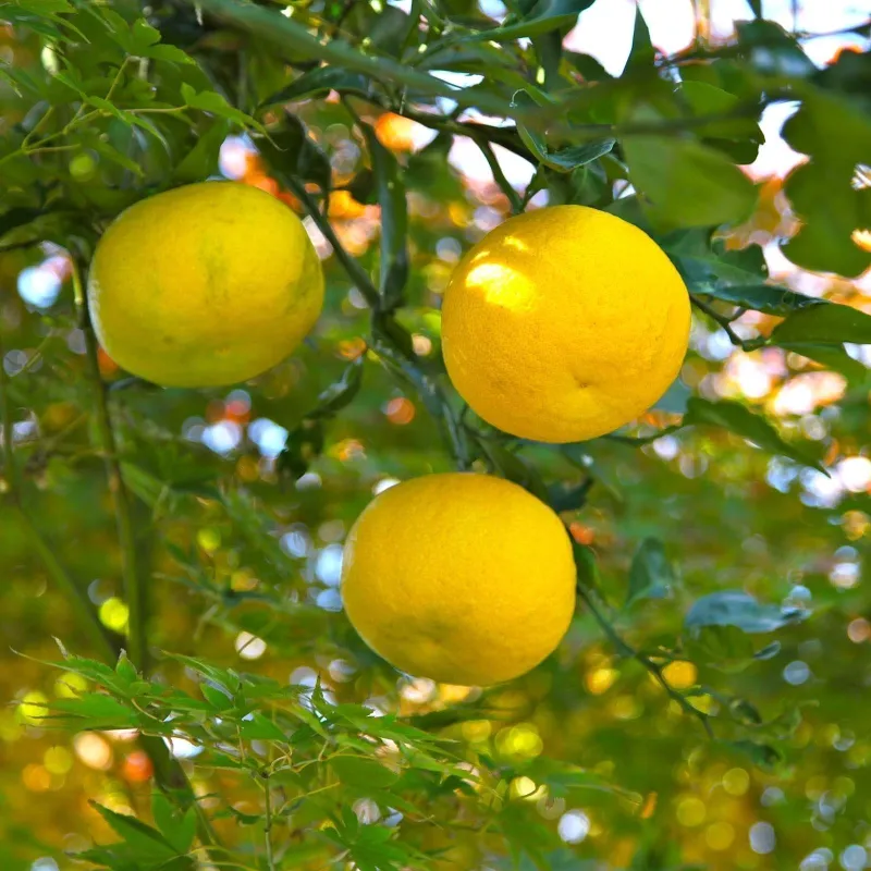 Yuzu Seme Japanski citrus -20 ° C (Citrus junos) | Seeds Shop Store