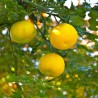 Yuzu Seme Japanski citrus -20 ° C (Citrus junos) | Seeds Shop Store